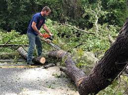 Trusted San Jose, CA  Tree Services Experts