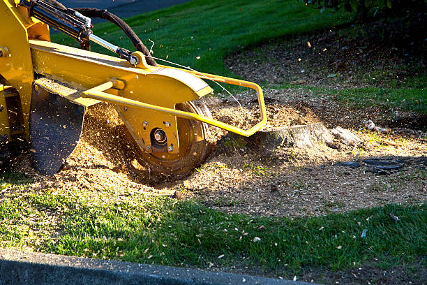 Best Seasonal Cleanup (Spring/Fall)  in San Jose, CA